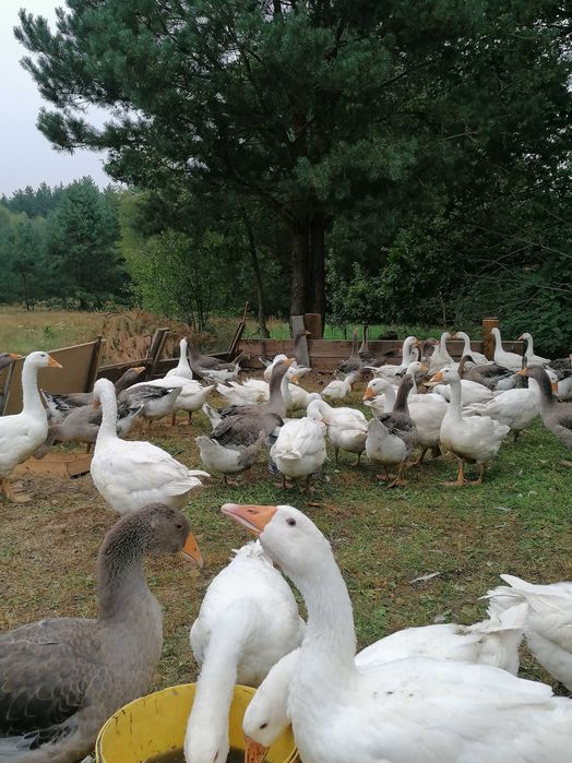 Sprzedam gęsi landes kołudzka kaczki biegus