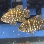 Oscares red tigre entre 8 a 12 centimetros