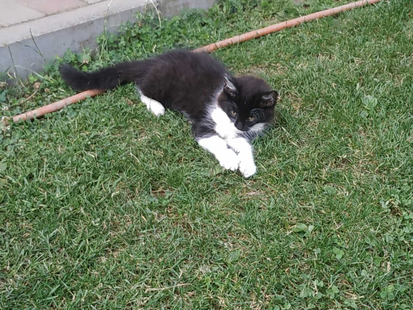 Kocurek, kotek ,