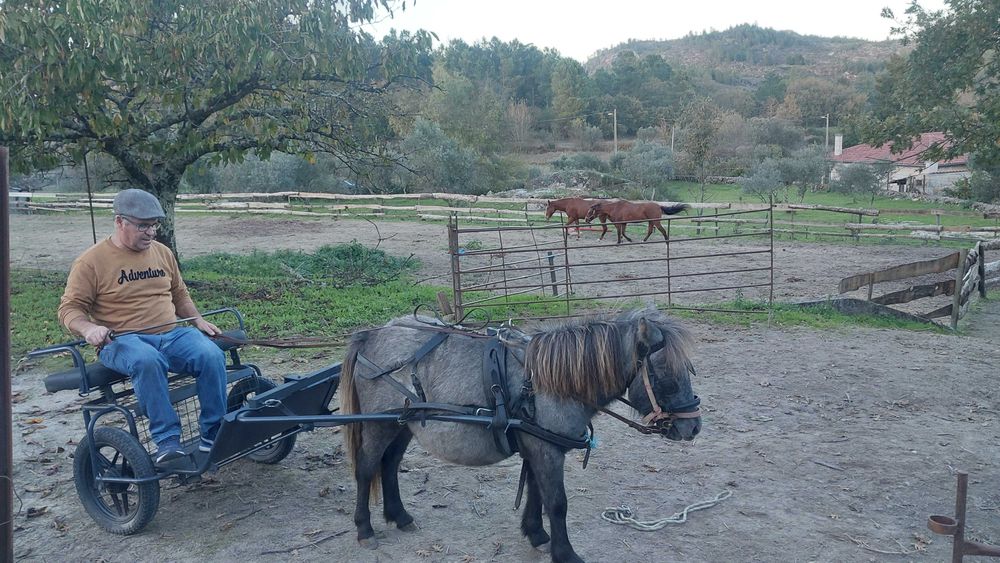 Ponei shetland com charrete