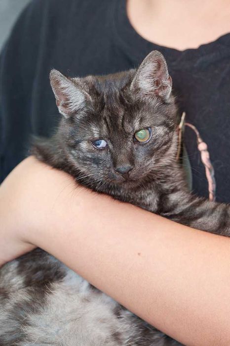 kociak  szuka domu -schronisko Zgierz -aktualne