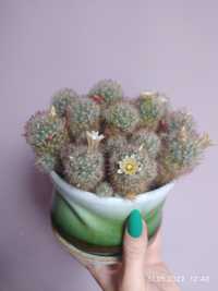 Мамілярія Проліфера (Mammillaria prolifera)