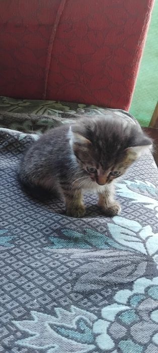 Котенята в добрі руки