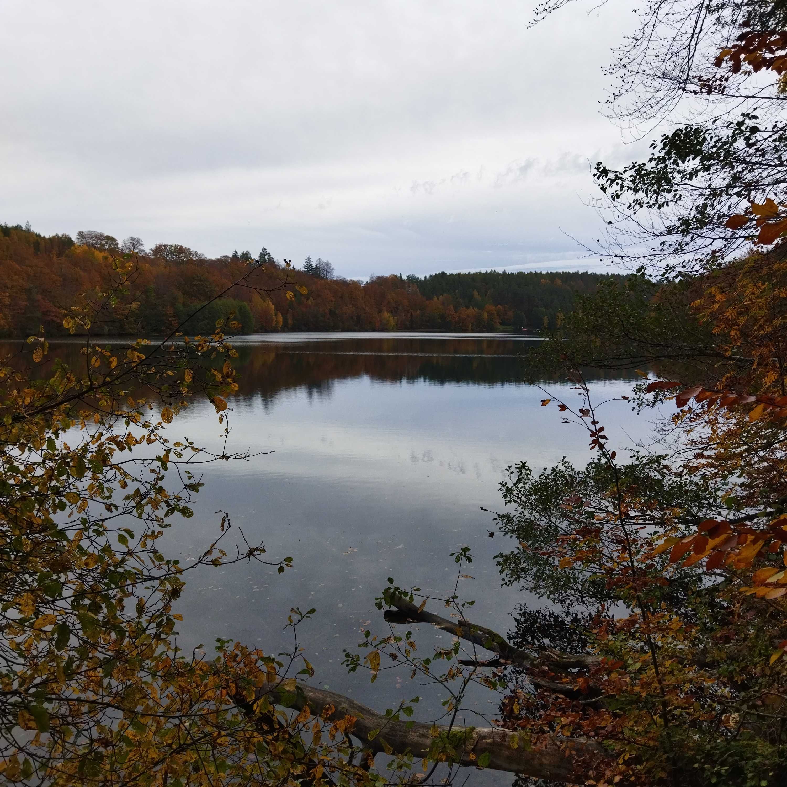 Las bukowy nad Jeziorem Kamieniczno