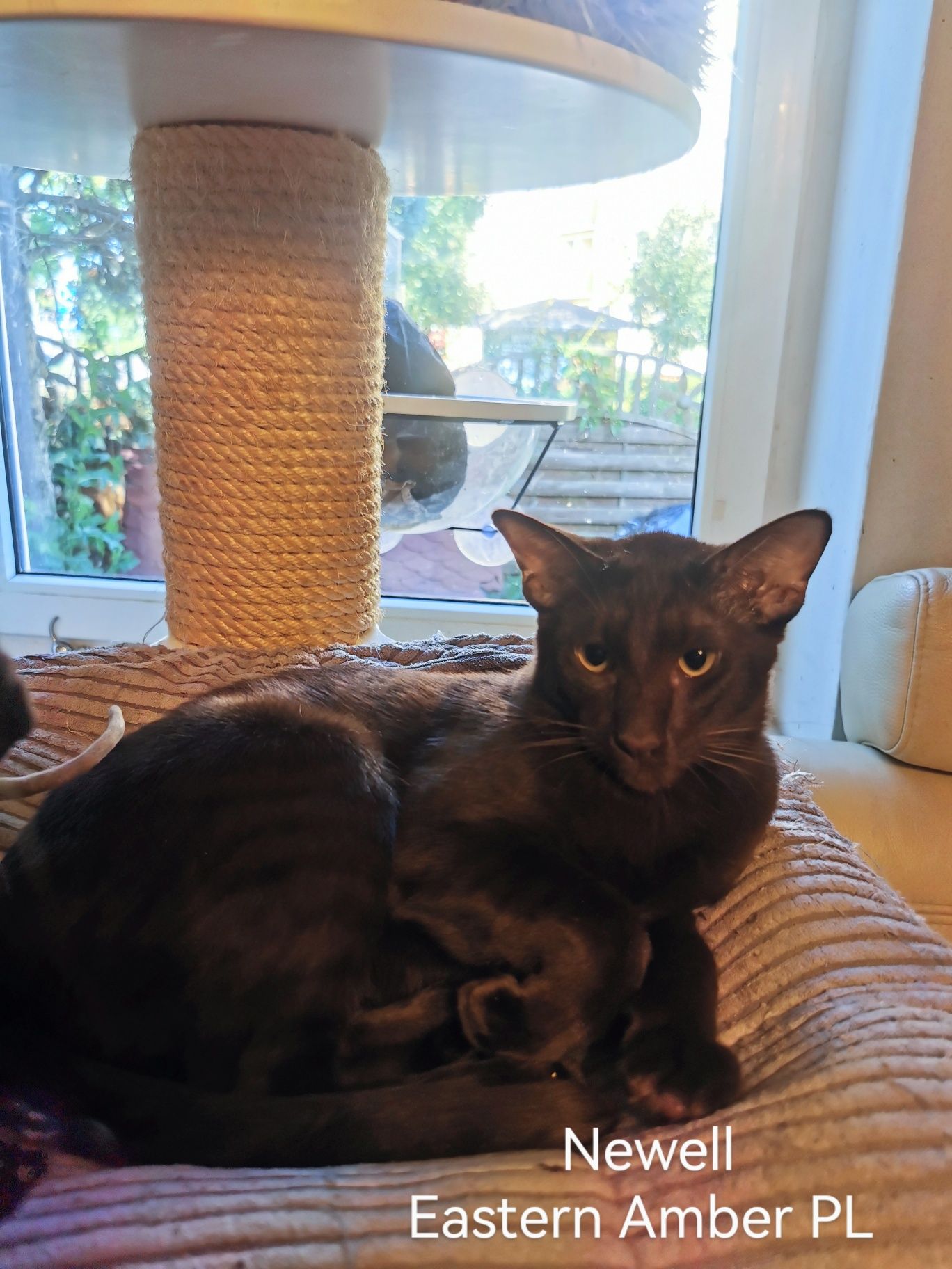 Peterbald orientalny kocurek gotowy do zmiany domku