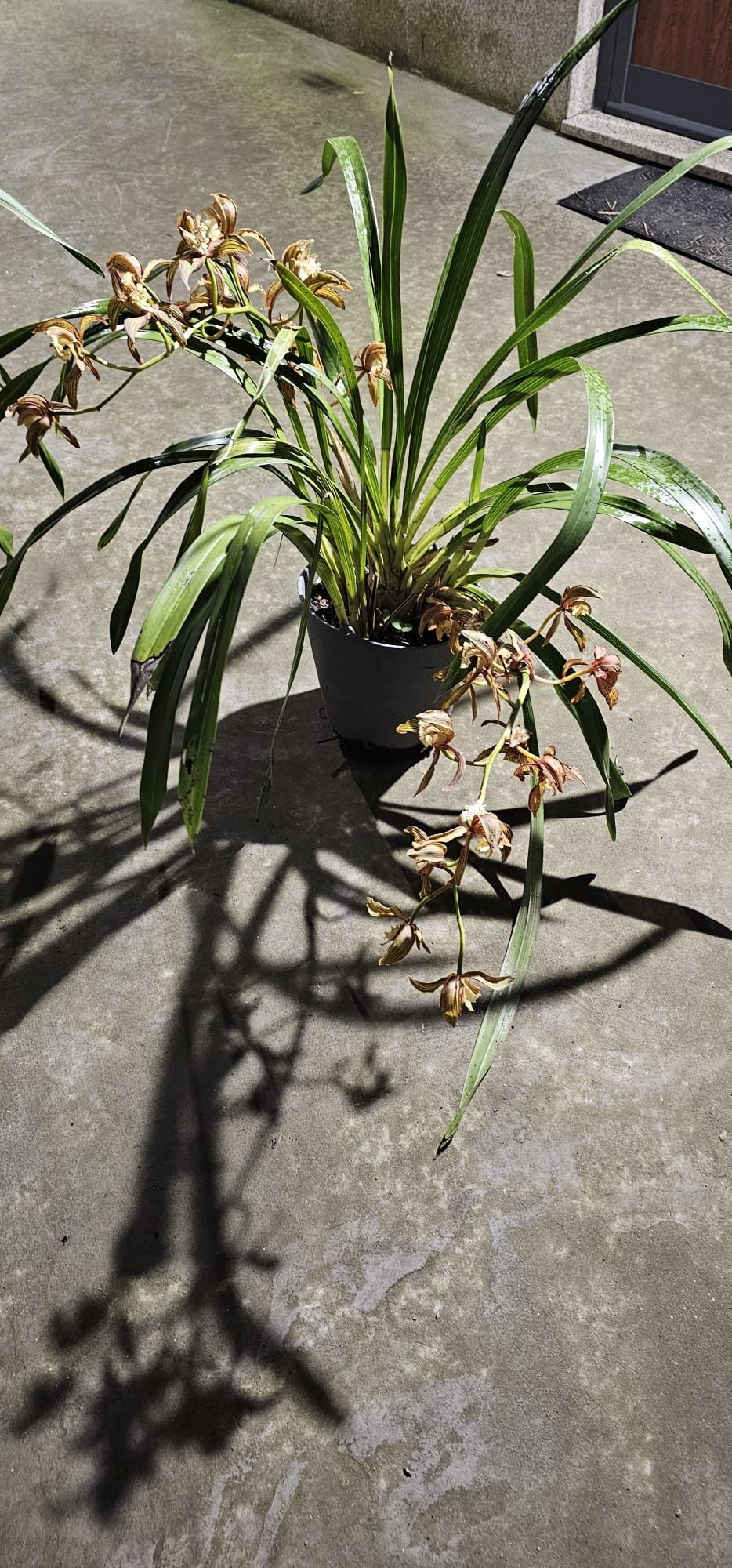 Orquídeas de Exterior