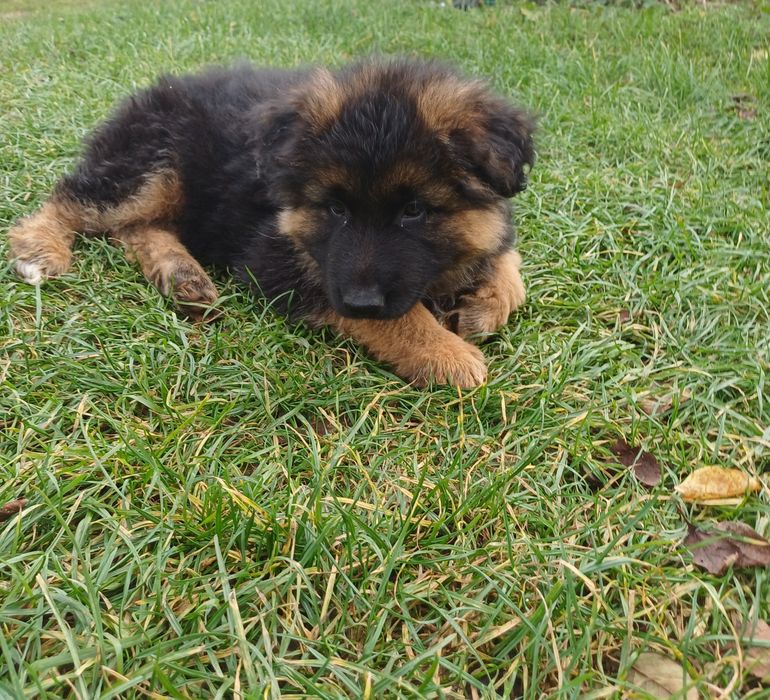 Owczarek niemiecki Pies