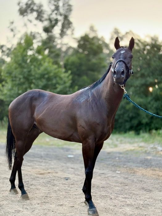 Vendo cavalo castrado