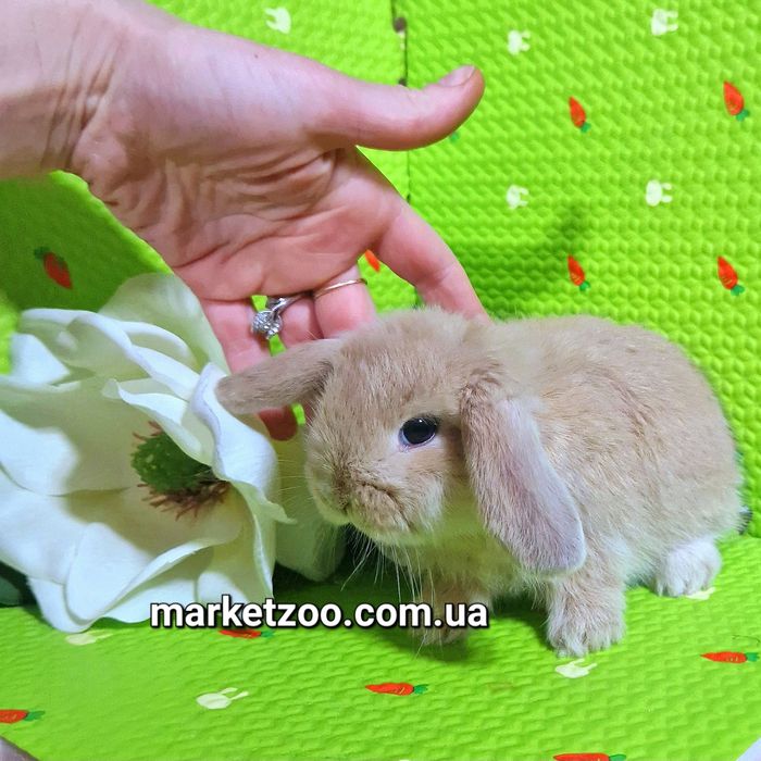 Мини баранчики вислоухие карликовые кролики mini lop крем