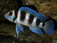Neolamprologus Tretocephalus macho