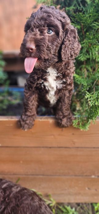 Piękny Hiszpański pies dowodny. Nie lagotto