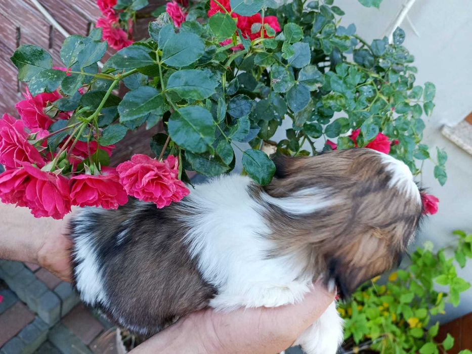 Shihtzu szczeniak