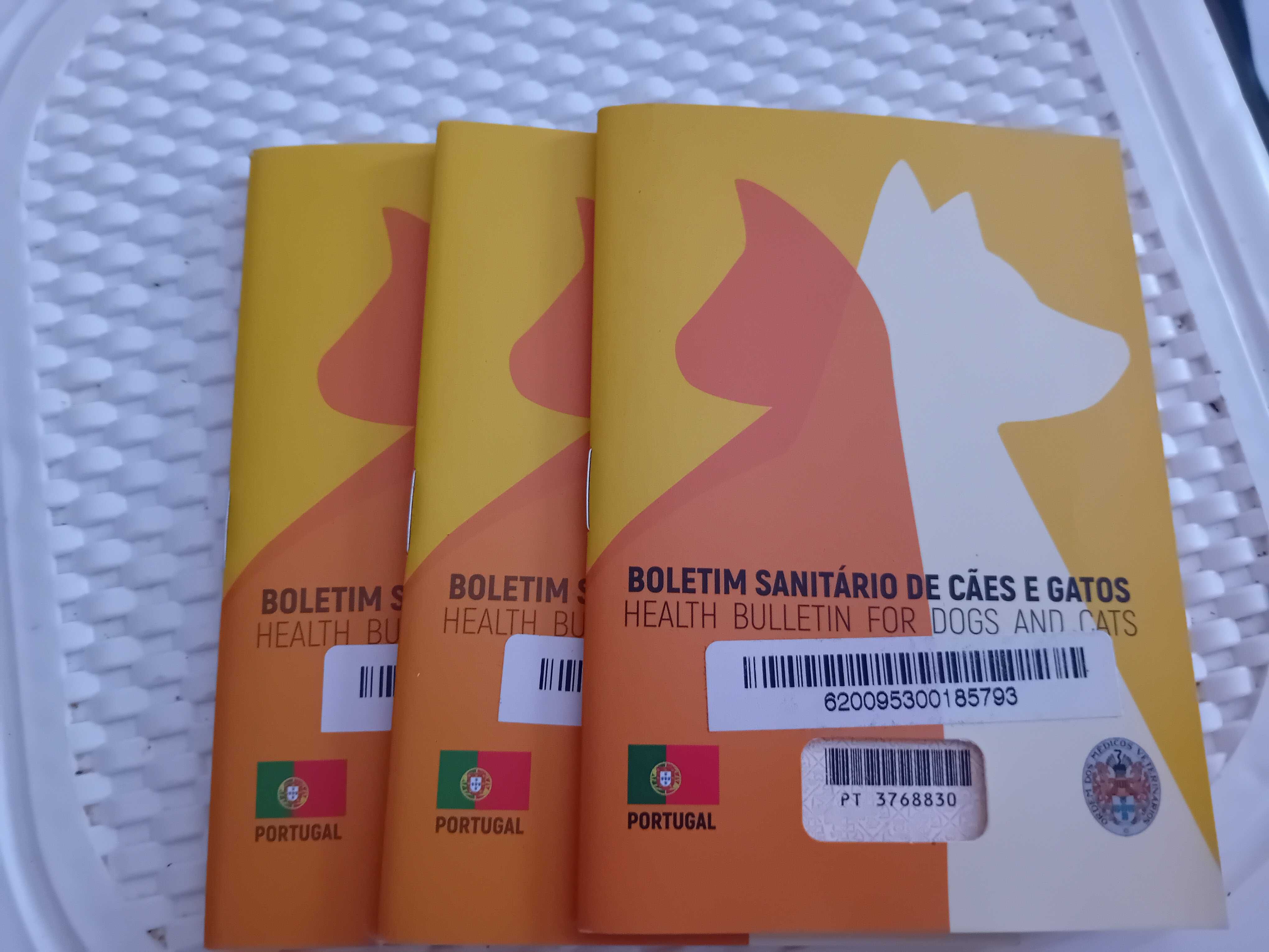 Grátis - 3 Gatos para adoção - Distrito Viseu