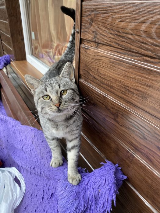 Віддам котика в добрі руки.