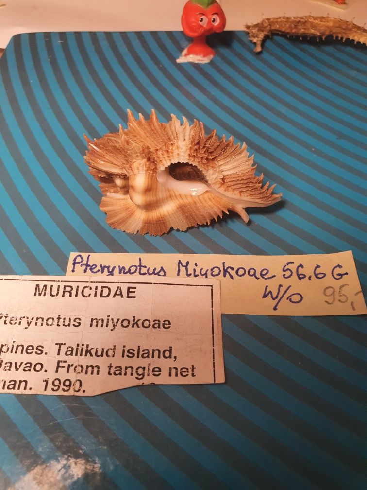 Muszla pterynotus miyokanoe