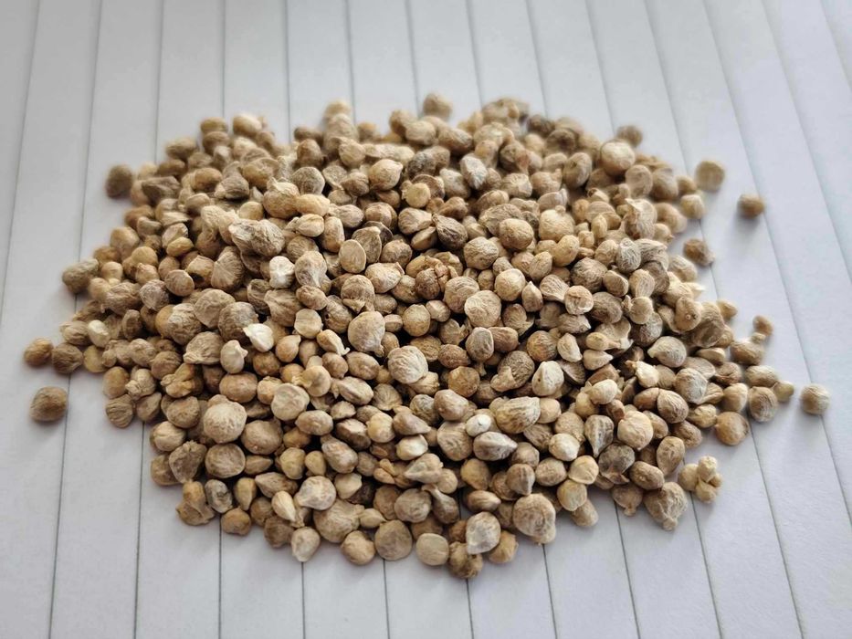 Nasiona SZPINAKU na sprzedaż - odmiana całoroczna - Nasiona szpinak.