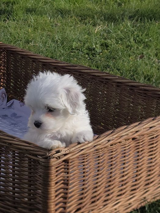 Maltańczyk szczeniak z Rodowodem "OSPPiKR"