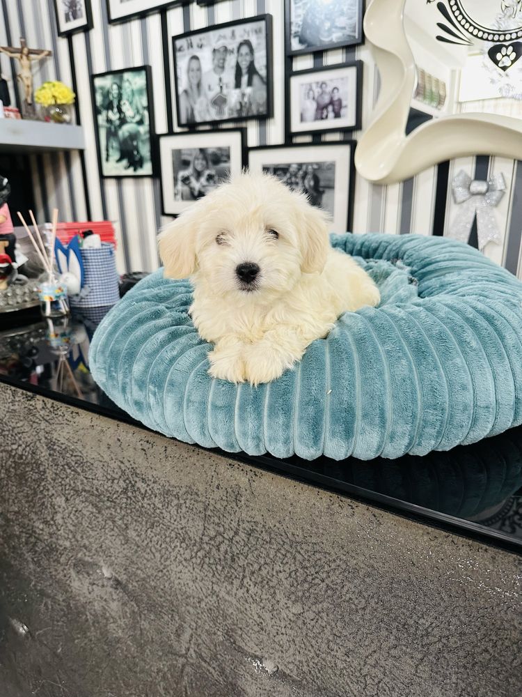 Bichon maltes menino