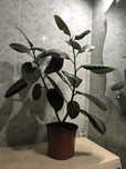 Фикус каучуконосный или Фикус еластика (лат. Ficus elastica)