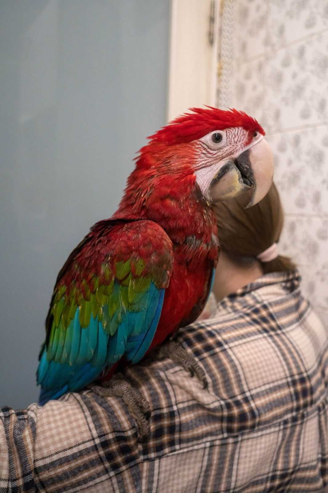 Великий папуга - Зеленокрилий Ара ручні пташенята- червоний ара