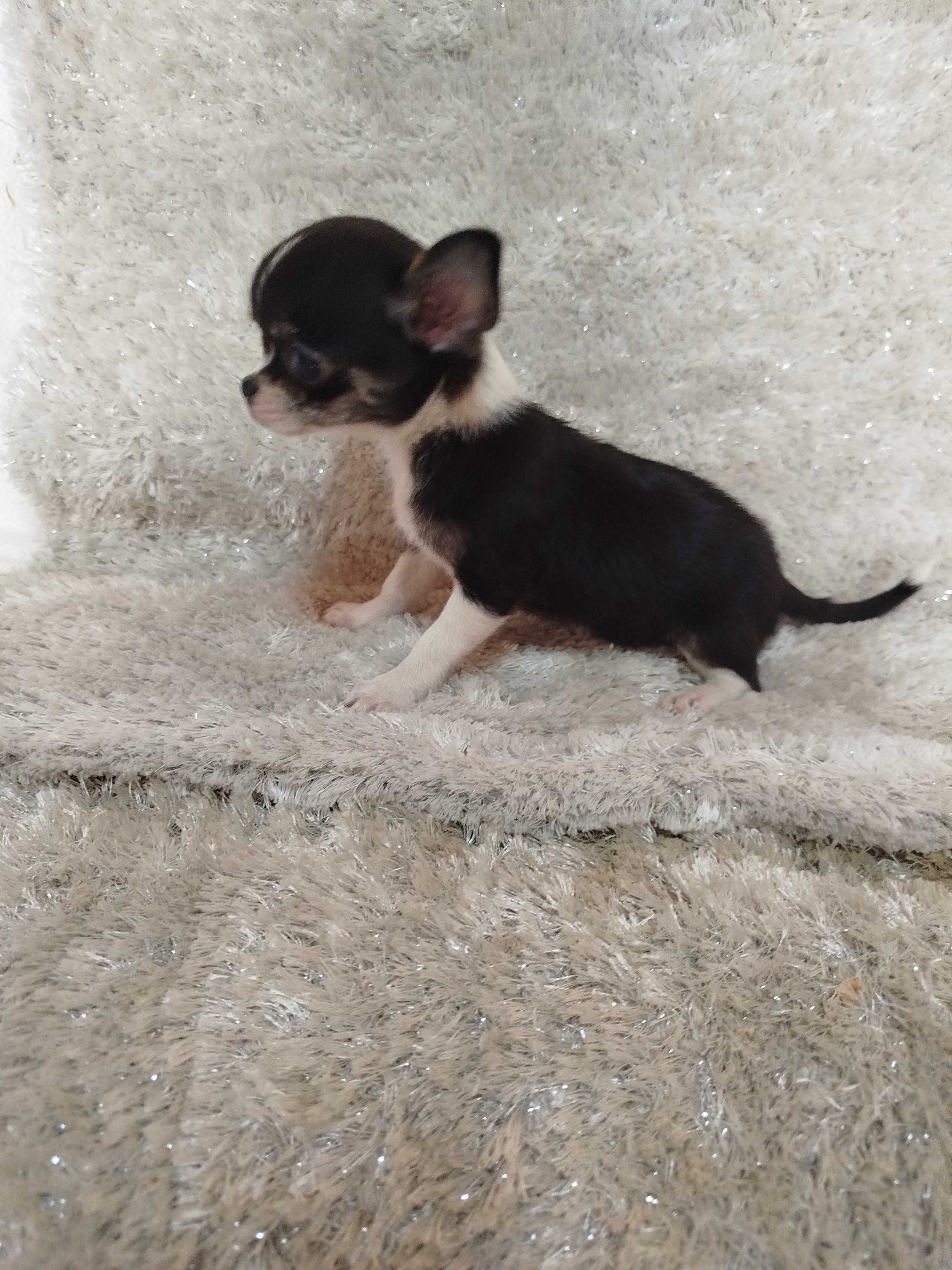 Cachorro fêmea Chihuahua