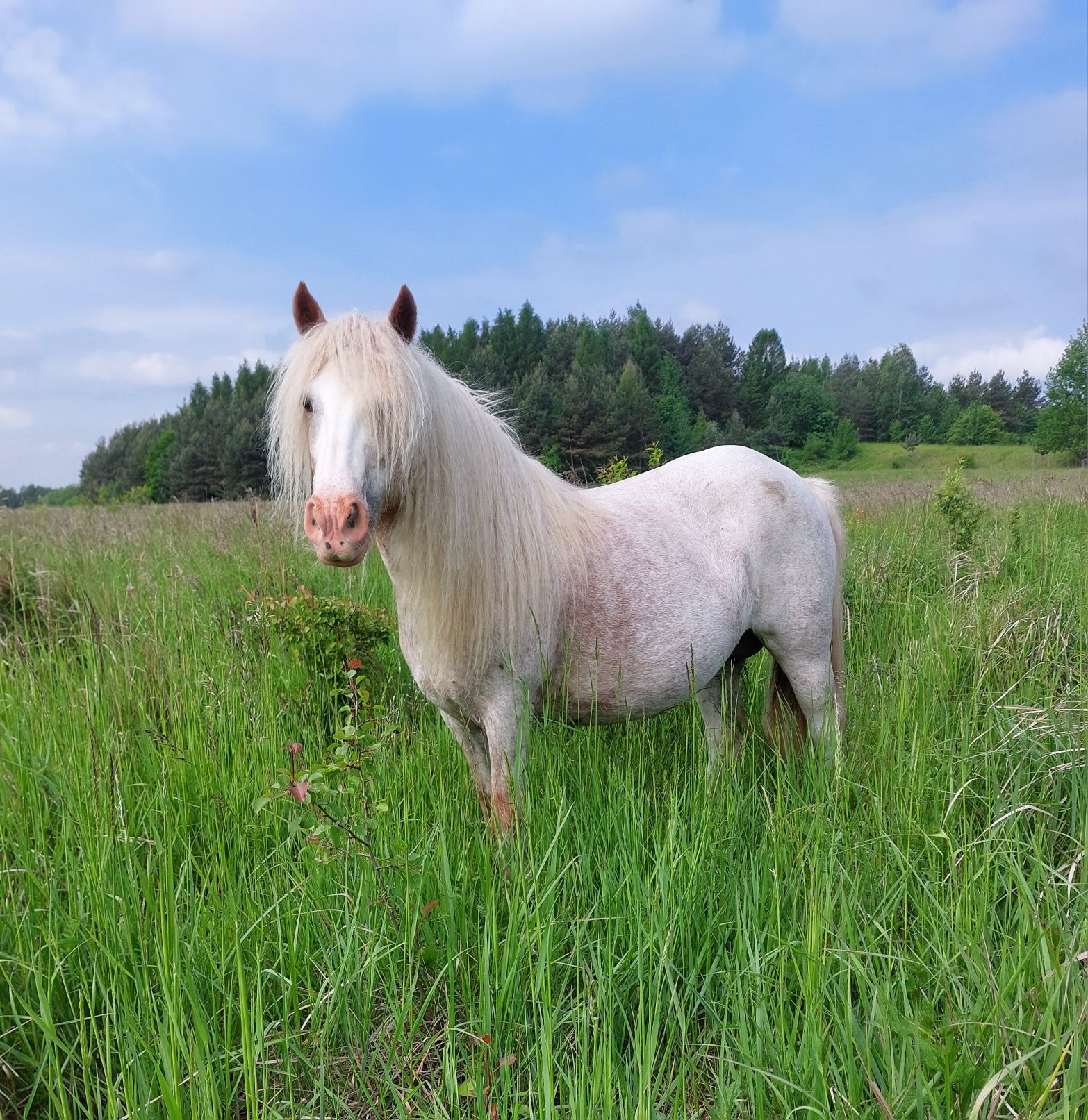 Sprzedam/zamienie! Ślicznie ubarwiony ogierek irish cob, tinker