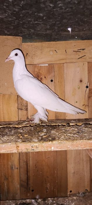 Sprzedam gołębie bociany