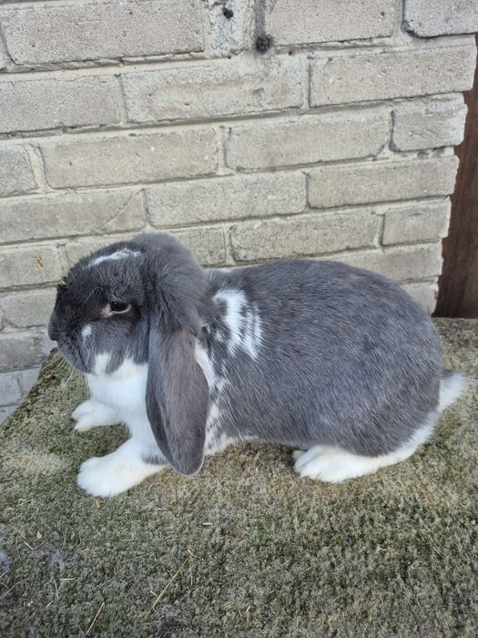 Sprzedam barany francuskie