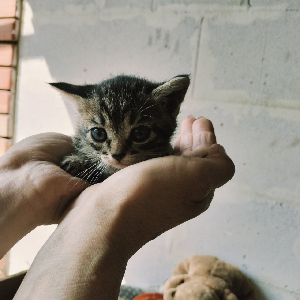 Котята. Отдам даром!