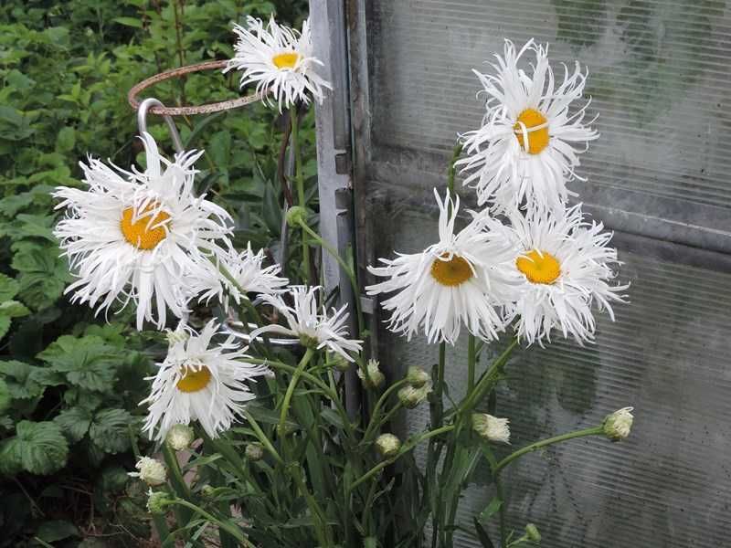 Саженцы цветов трав квіти любисток хоста флокс деревій