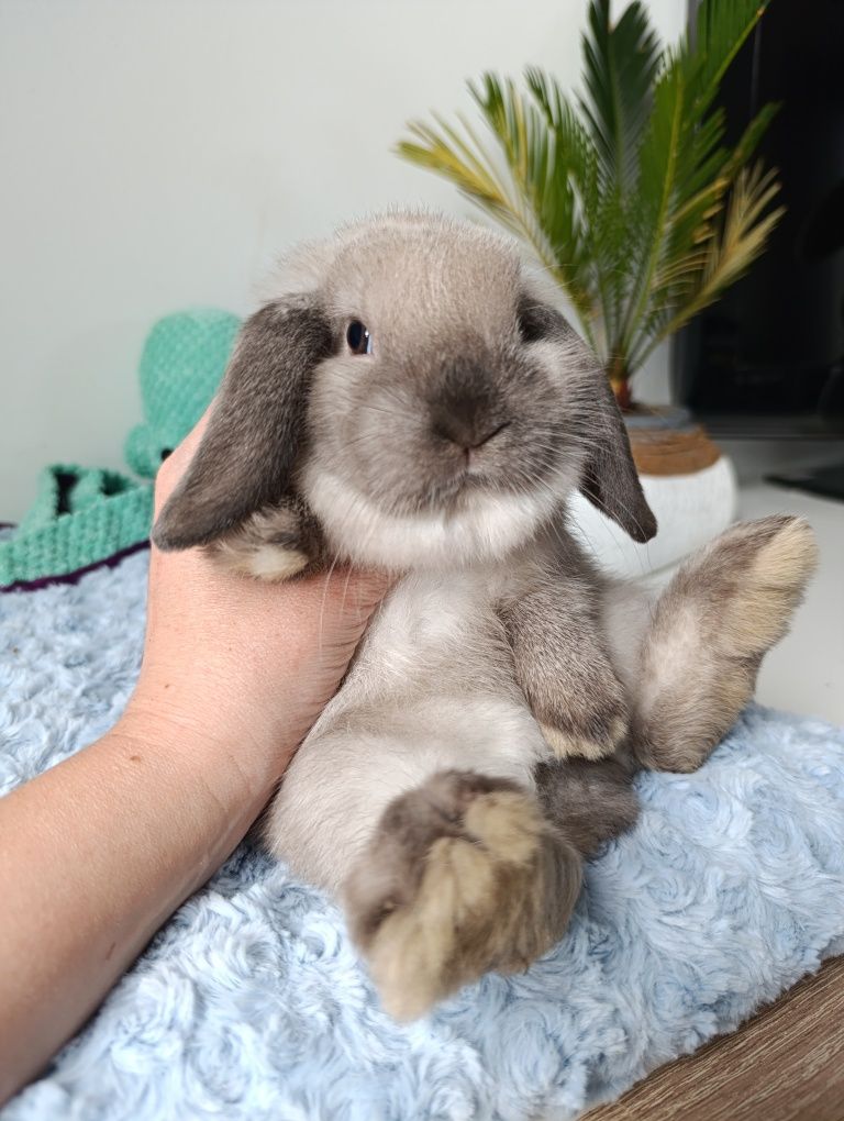 Królik króliczek mini lop hodowla zarejestrowana