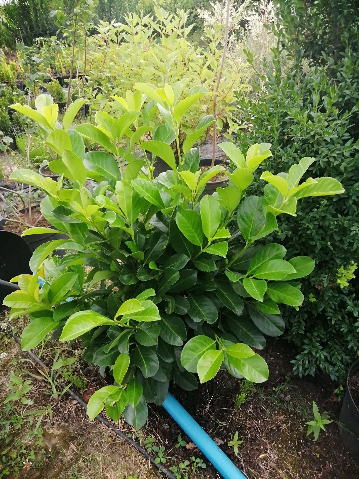 Ilex-ostrokrzew-Dobiegniew