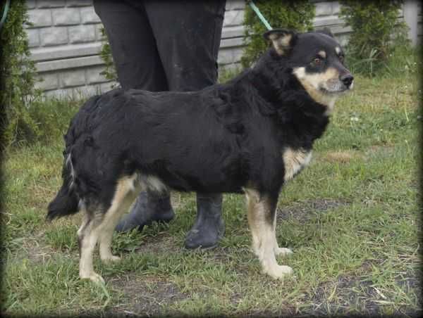 Mito - spokojny psiak poleca się do adopcji