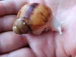 ślimak archachatina marginata ovum albino body
