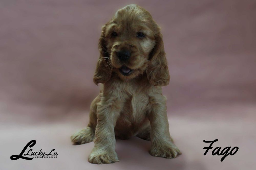 Szczenięta Cocker Spaniel Angielski - hodowla LUCKY LU