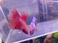 Peixes Betta várias cores