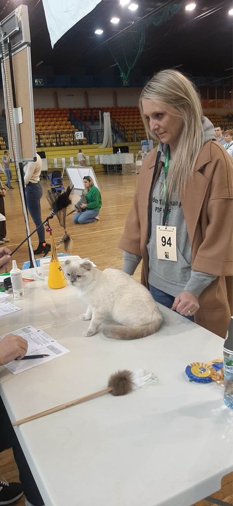 Szkocki zwisłouchy  WCF d21 33 do hodowli rodzice utytuowani