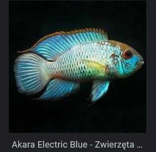 Pielęgnice Akary Electric Blue sprzedam