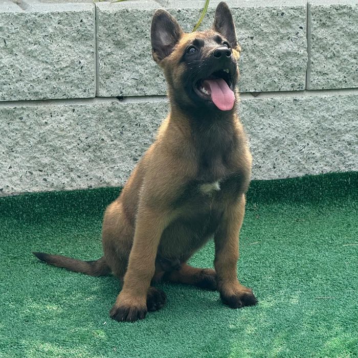 Owczarek belgijski malinois