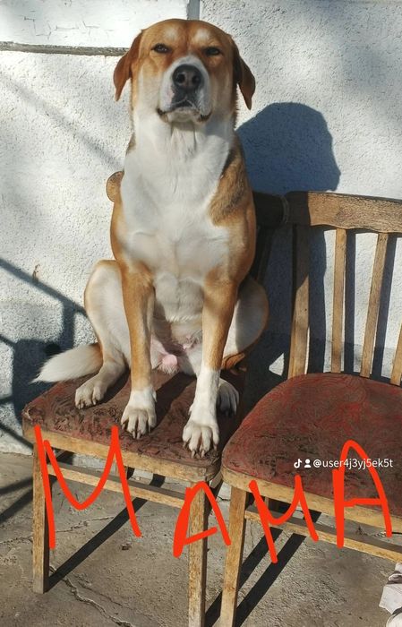 Цуценята вік 2місяці в добрі руки (для охорони)