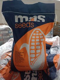 Kukurydza MAS 26.K FAO 260 - niezawodna odmiana na kiszonkę Wysyłka