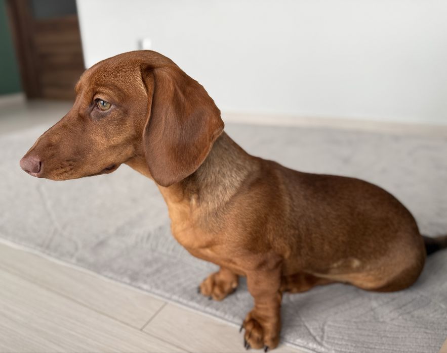 Jamnik - jamniczek -samiec