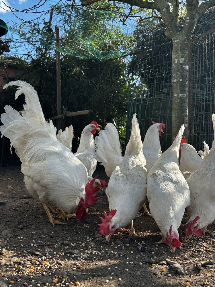 Casais leghorn branca