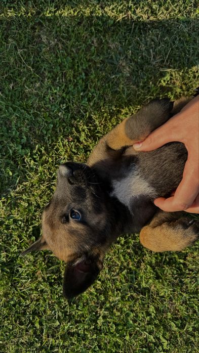 Owczarek Belgijski Malinois szczeniak