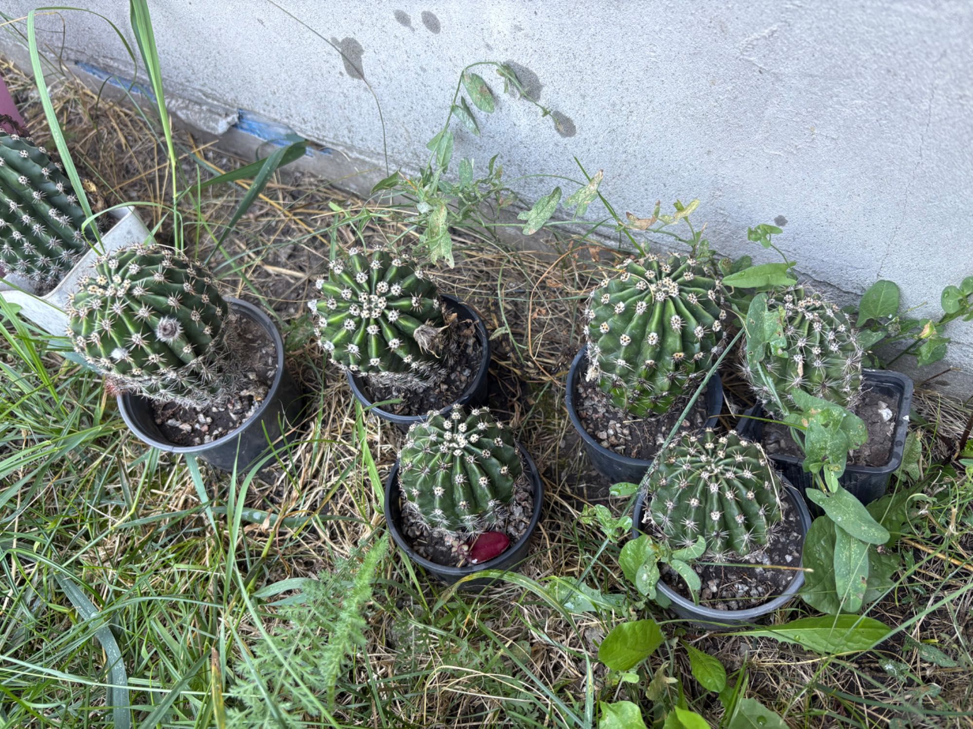 Віддам рослини безкоштовно