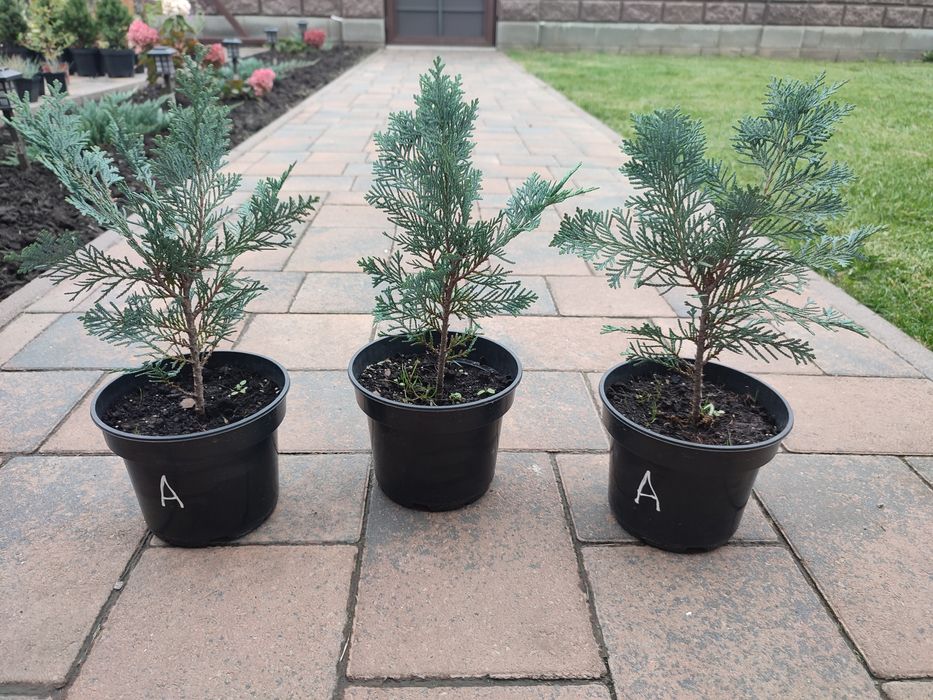 Кипарисовики Алюмі, Колумнаріс, Алюмі голд Рівне