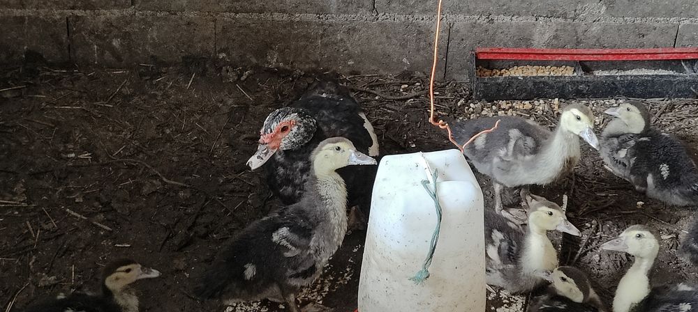 Pata muda com 12 filhotes.