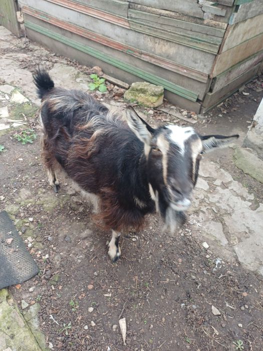 Коза двойная отдаю