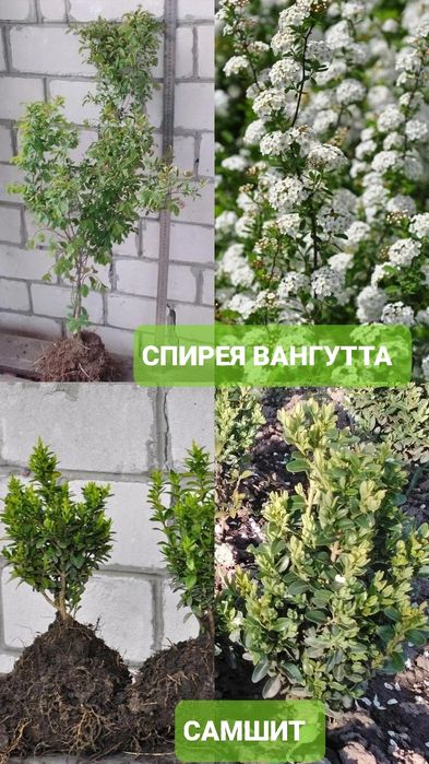 ХРИЗАНТЕМА,Лилия,Ромашка,Эхинацея.Ирис,БИРЮЧИНА,САМШИТ,Спирея