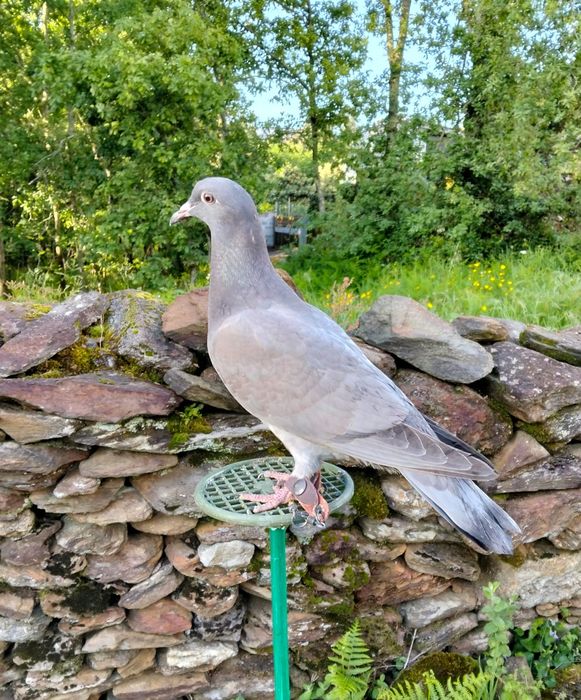 Pombos Negaça 

Italianos Lisos e Asa Branca, Gascognes, Nacionais de